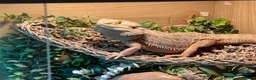Bearded Dragon reptiles for sale: bearded dragon all the set up in Norwich - Advert 2