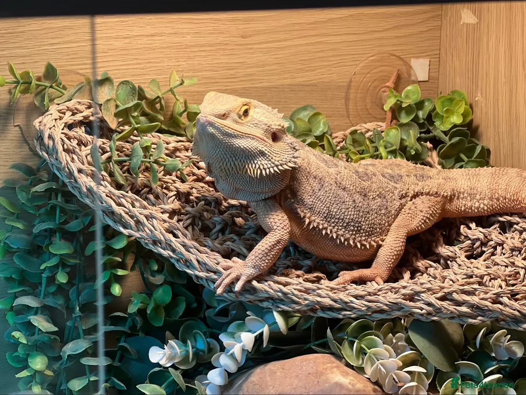 Bearded Dragon reptiles for sale: bearded dragon all the set up in Norwich - Advert 2