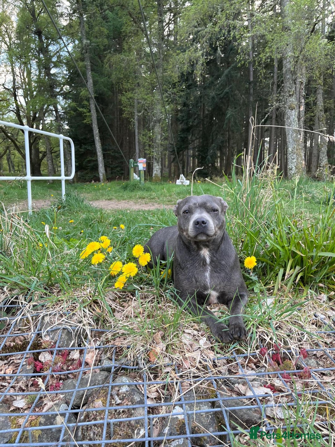Staffordshire Bull Terrier dogs for sale: Beautiful Full Blue Staffordshire Puppies for sale - Image 2