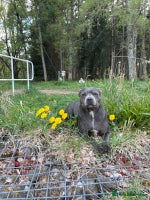 Staffordshire Bull Terrier dogs - Advert 1