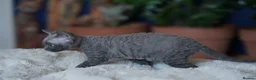Devon Rex cats for sale: ❤️ Pure Line Devon Rex Kittens Available ❤️ - Advert 4