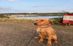 Labrador Retriever dogs for sale: Red fox Labrador  - Image 1