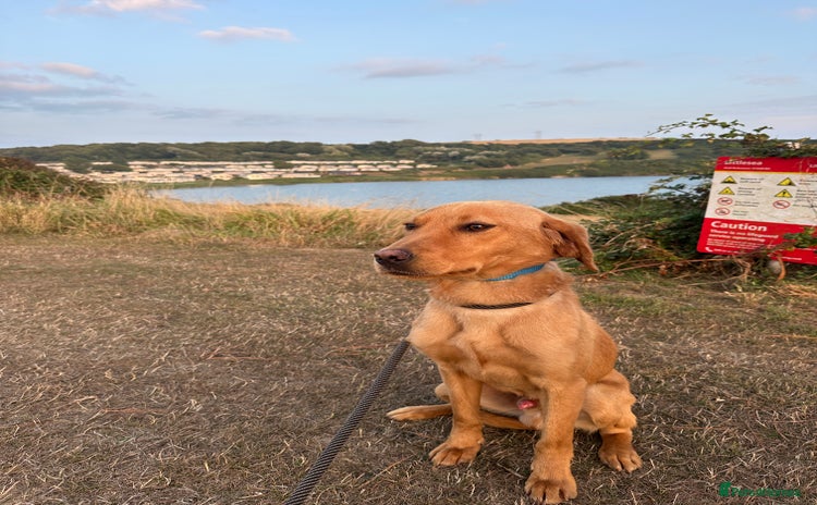Labrador Retriever dogs - Advert 1