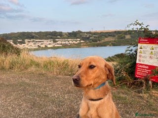 Labrador Retriever dogs - Advert 4