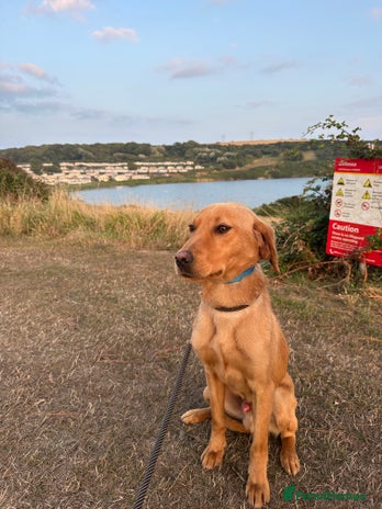 Labrador Retriever dogs - Advert 1