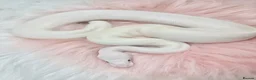 Python Snake reptiles for sale: Stunning white Royal Ball Python female  - Advert 6