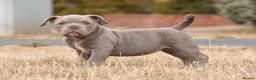 American Bully dogs for sale: Micro  Exotic  bullies - Advert 8