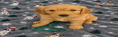 Mixed Breed 1