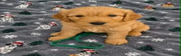 Mixed Breed dogs for sale: Cockapoo x cavapoo puppies for sale  - Advert 7