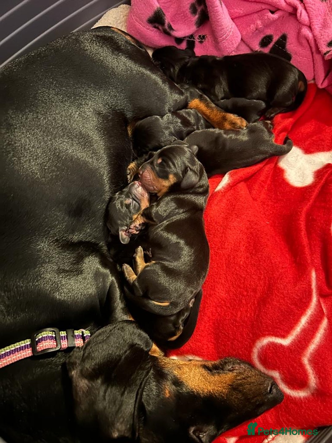Dachshund dogs for stud: Proven Choc and Tan Dachshund for Stud in Swindon - Image 17