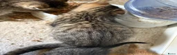 Mixed Breed cats for sale: 4 gorgeous striped black / grey tabby kittens - Advert 16