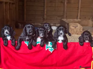 Cocker Spaniel dogs Adorable KC Registered Cocker Spaniel Puppies - Advert 4