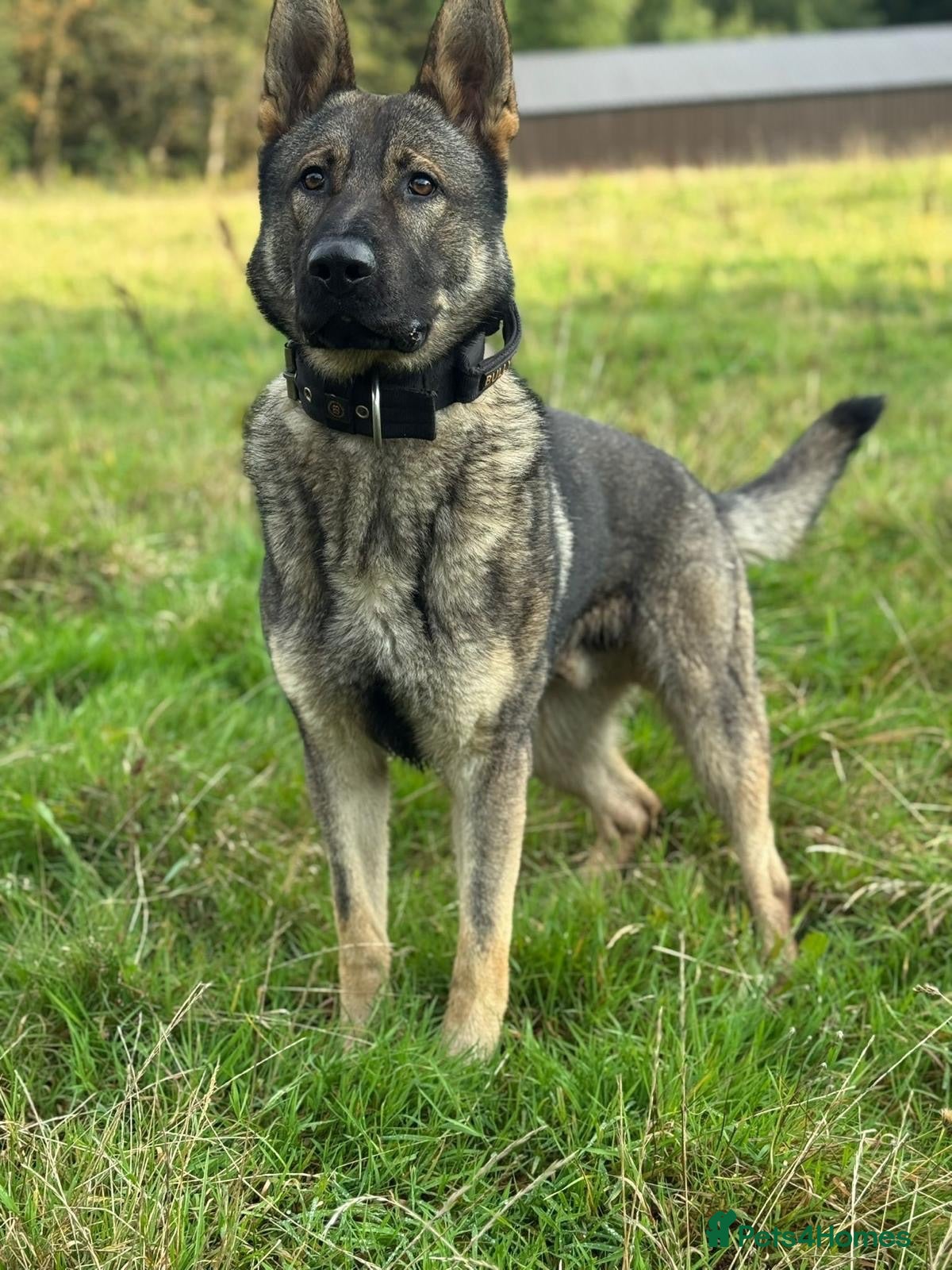 German Shepherd dogs Elite DDR German Shepherd - World-Class Pedigree  - Advert 1