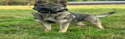 German Shepherd dogs for sale: Elite DDR German Shepherd - World-Class Pedigree  - Advert 1