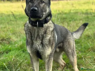 German Shepherd dogs Elite DDR German Shepherd - World-Class Pedigree - Advert 4