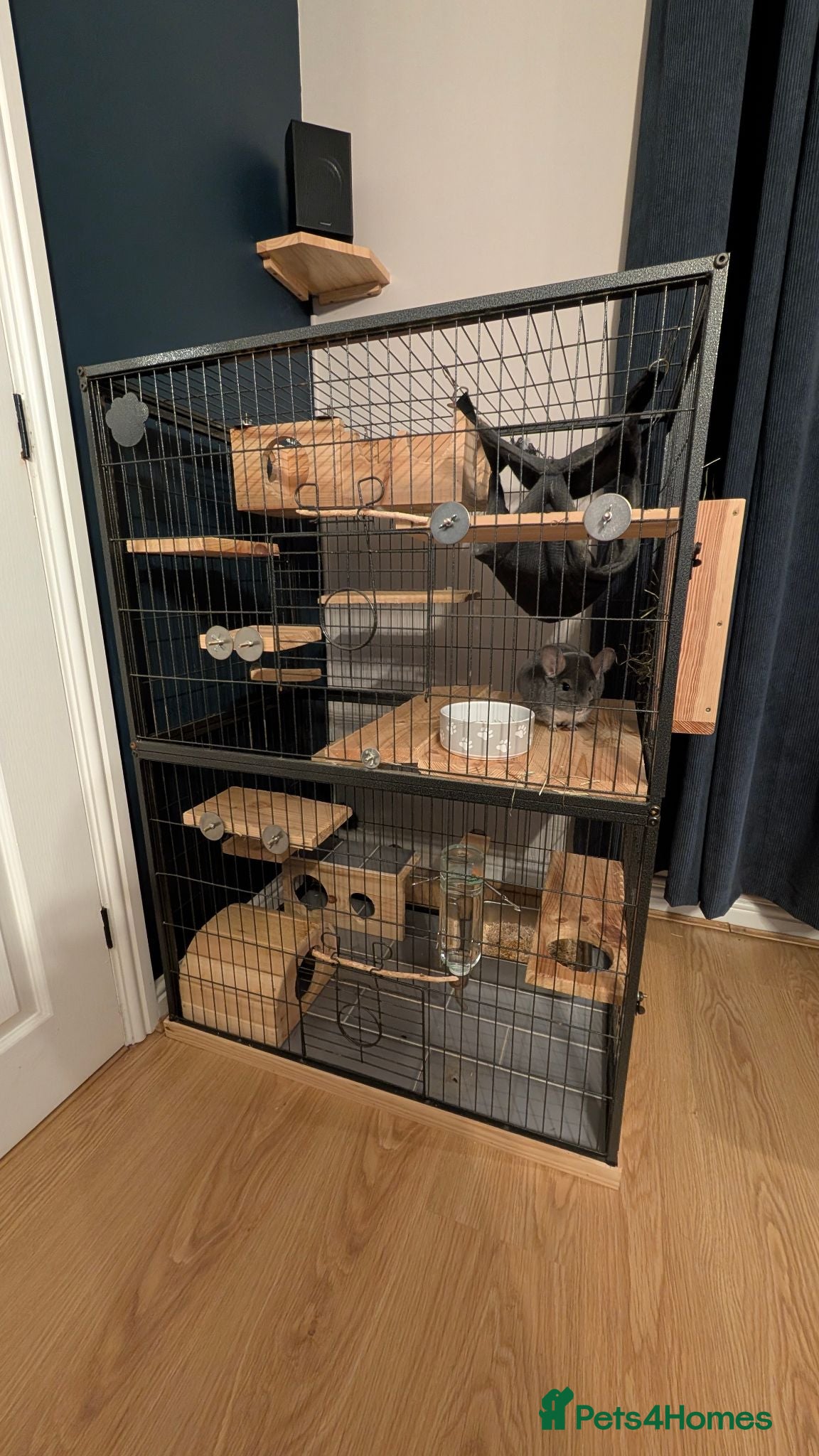 Chinchilla rodents Silver Male Chinchilla Rambo + Full Setup - Advert 2