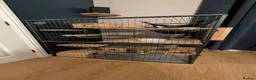 Chinchilla rodents for sale: Violet Male Chinchilla Rambo + Full Setup - Advert 2