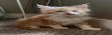 Maine Coon 1