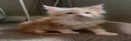 Maine Coon cats for sale: Maine Coon Kittens can be TICA reg  in Dorking - Advert 10