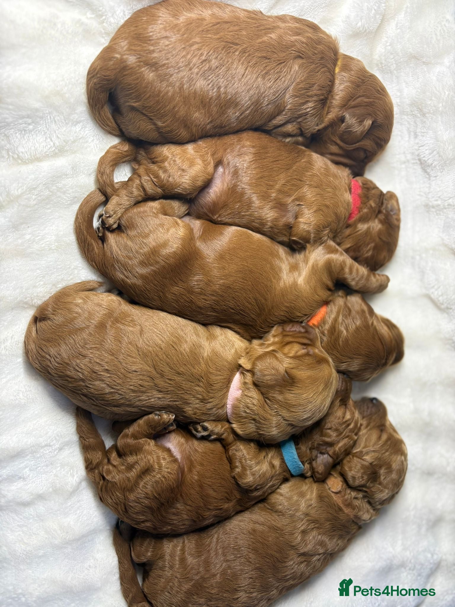 Cockapoo dogs 🐾 STUNNING F1B RED MINIATURE COCKAPOO PUPPIES  - Advert 1