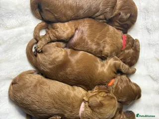 Cockapoo dogs 🐾 STUNNING F1B RED MINIATURE COCKAPOO PUPPIES - Advert 1