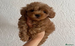 Maltipoo dogs for sale: Beautiful Maltipoo Toy Puppies - Image 3