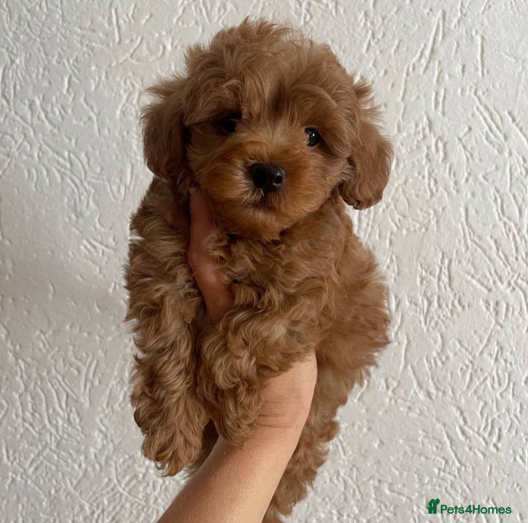 Maltipoo dogs for sale: Beautiful Maltipoo Toy Puppies - Image 3