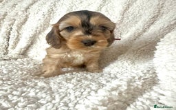 Cocker Spaniel dogs for sale: Show cocker spaniel pups ready 4th November  - Image 34