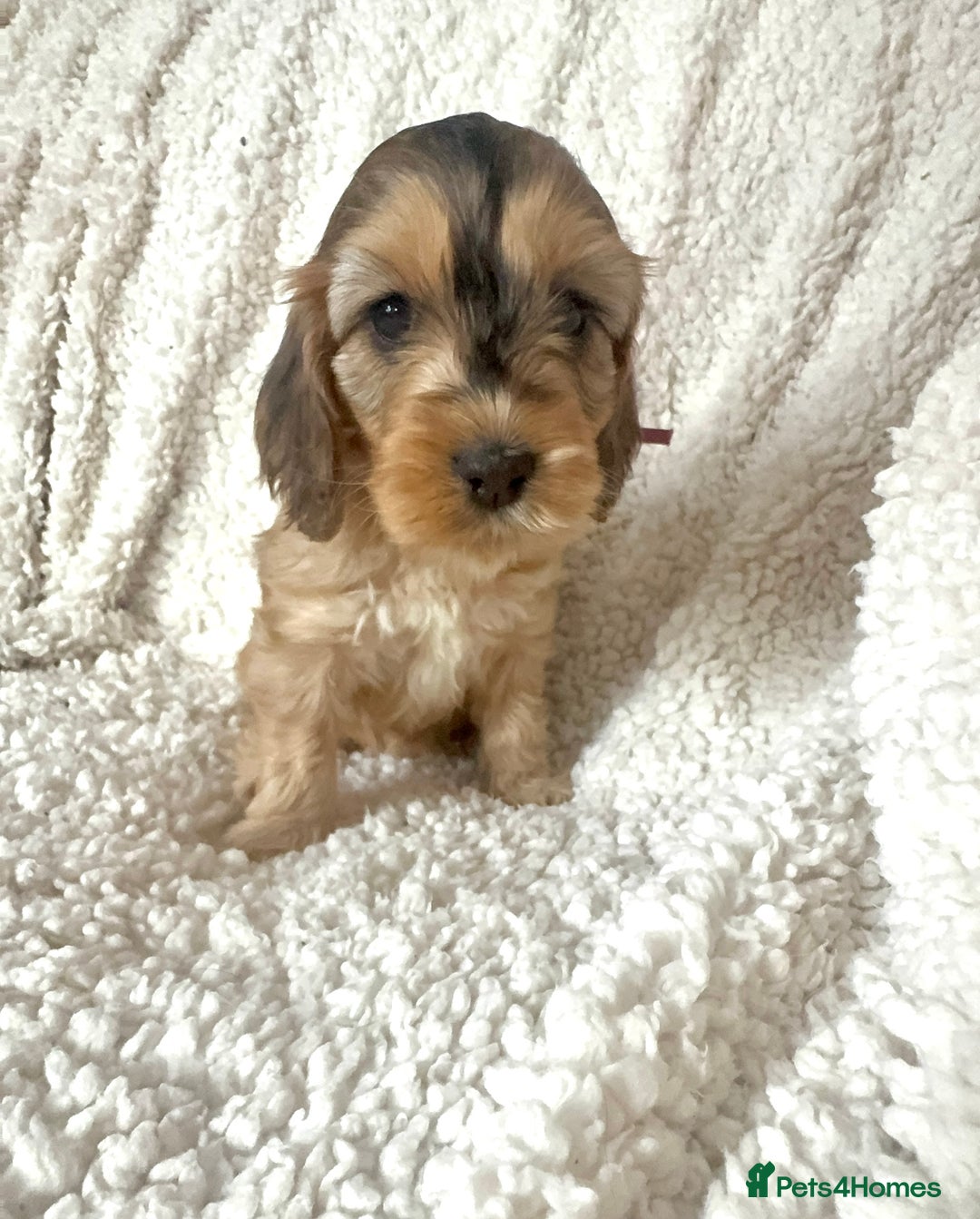 Cocker Spaniel dogs for sale: Show cocker spaniel pups ready 4th November  - Image 34