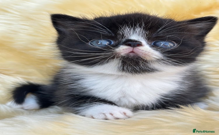 Exotic cats - Advert 2