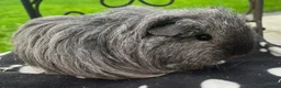 Guinea Pig rodents for sale: Gorgeous Cali bred guinea pigs.  - Advert 1
