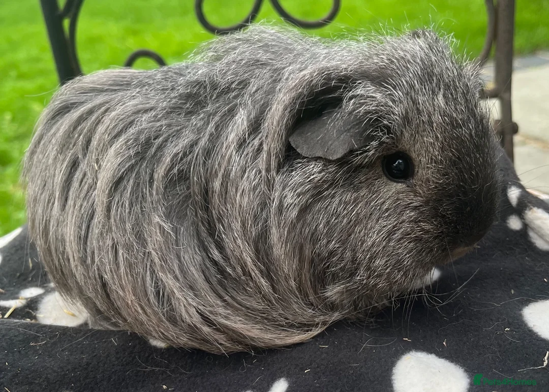 Guinea Pig rodents for sale: Gorgeous Cali bred guinea pigs.  - Advert 1