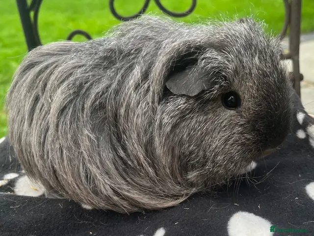 Guinea Pig rodents for sale: Gorgeous Cali bred guinea pigs. - Advert 5