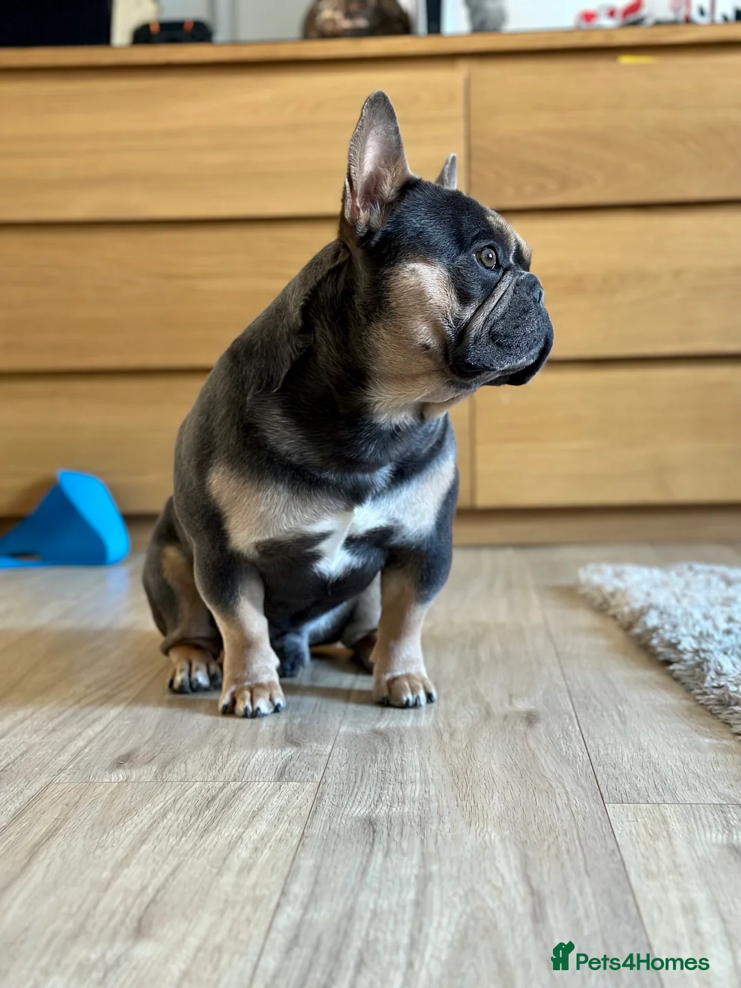 French Bulldog dogs for stud: Hector Starfex in Leigh - Advert 33