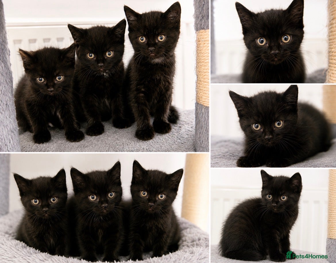 Mixed Breed cats Stunning Black “Mini Panther” Kittens  - Advert 5