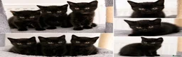 Mixed Breed cats for sale: Stunning Black “Mini Panther” Kittens  - Advert 1