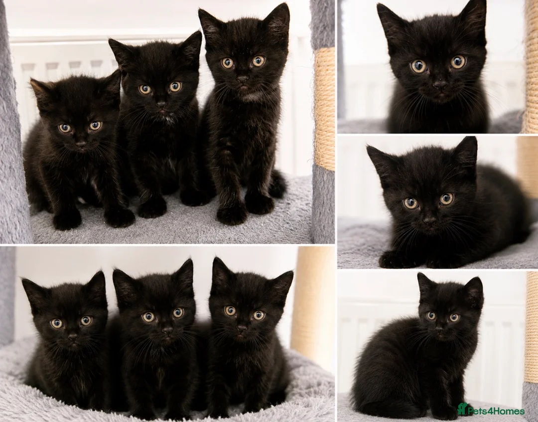 Mixed Breed cats for sale: Stunning Black “Mini Panther” Kittens  - Advert 1