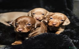 Dachshund dogs for sale: Billy  - Image 2