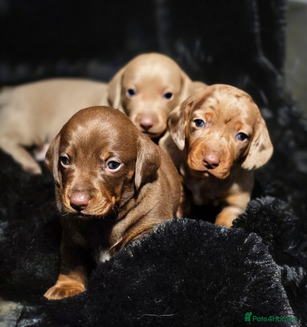 Dachshund dogs for sale: Billy  - Image 2