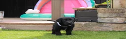 Labrador Retriever dogs for sale: KC registered stunning black labradors  in Heywood - Advert 20
