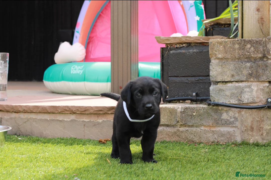 Labrador Retriever dogs for sale: KC registered stunning black labradors  in Heywood - Advert 20
