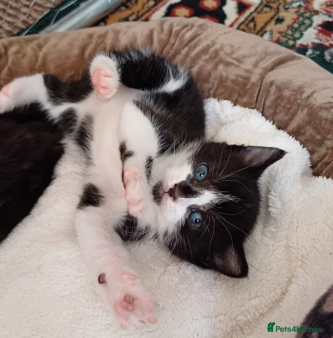 British Shorthair cats for sale: 2 beautiful little kittens ready to be loe - Image 7