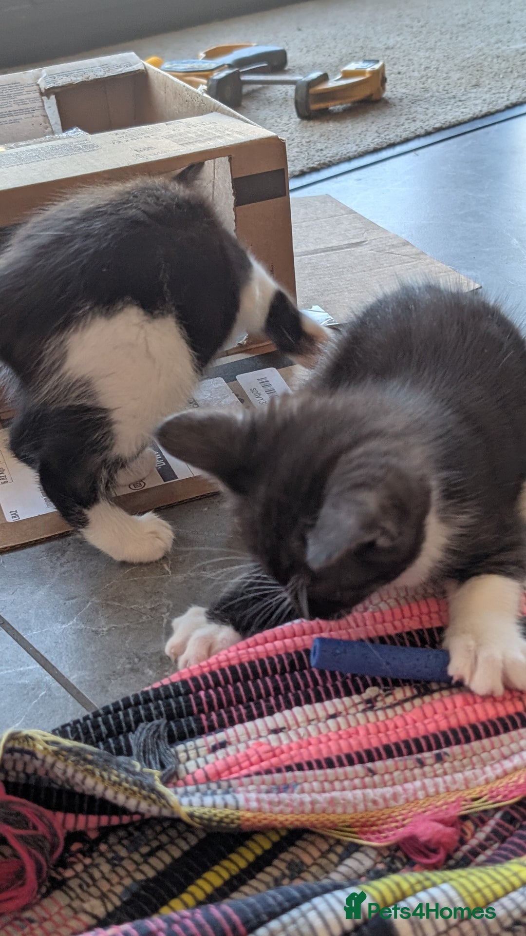 Maine Coon cats for sale: 😽 Cuddly Maine coon kittens 😽 in Preston - Image 32