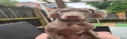 Weimaraner dogs for sale: Meet LULU - Advert 7