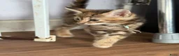 Norwegian Forest Cat cats for sale: 3 stunning half Norwegian kittens left - Advert 12