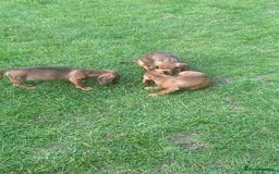 Dachshund dogs for sale: Dachshund pups - Image 7