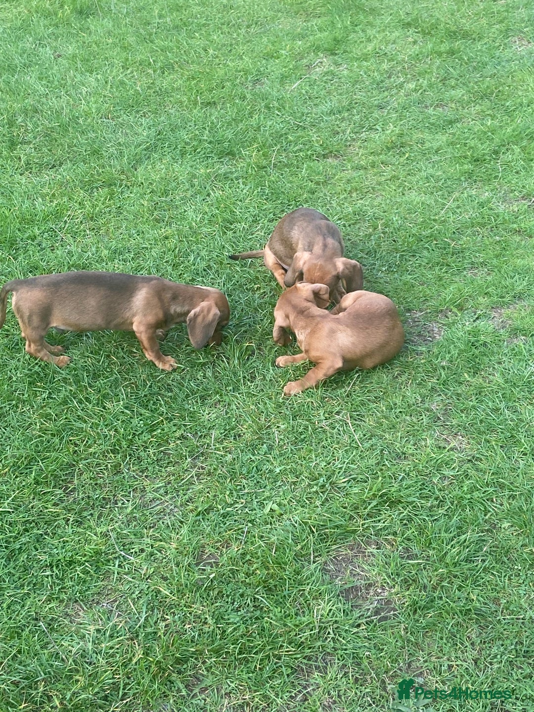 Dachshund dogs for sale: Dachshund pups - Image 7