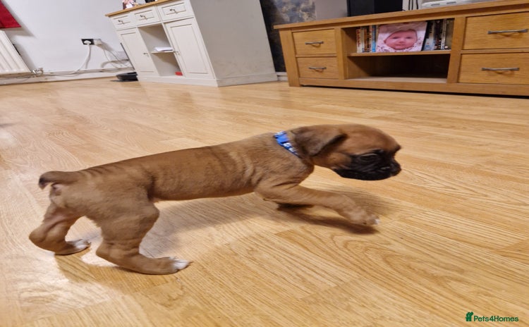Boxer dogs - Advert 5