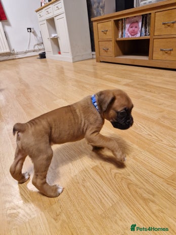 Boxer dogs - Advert 5