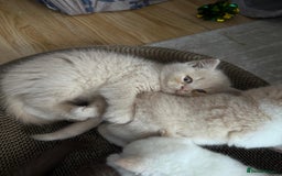British Shorthair cats for sale: Gccf british shorthair kittens  - Image 8